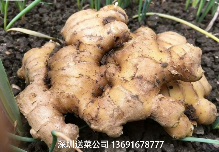 鮮姜實力派，深圳蔬菜配送公司送5大特效護您健康！
