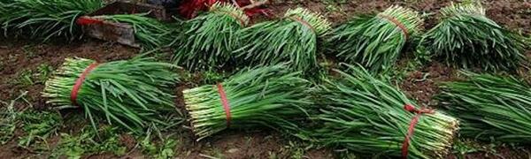 1760088358.jpg tupian_jiucai3.jpg