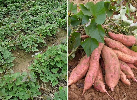 1760261320.jpg tupian_fanshu4.jpg